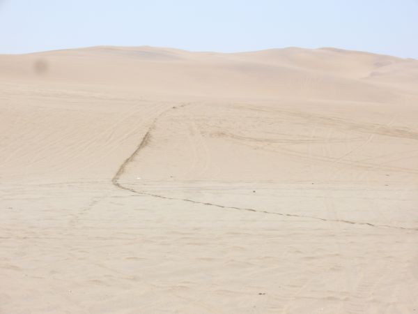 tracks in sand.jpg